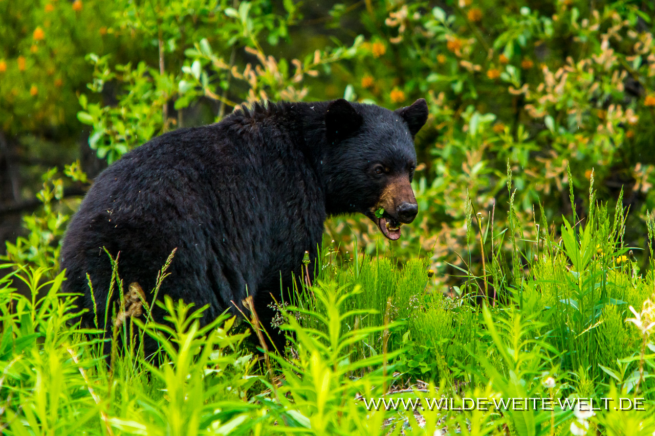 Black-Bear-25-27-Dease-Lake-Cassiar-Highway-British-Columbia-49 Schwarzbären - Black Bears entlang des Cassier Highways [British Columbia]