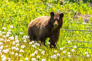 Black-Bear-39-Atlin-Road-British-Columbia-13-300x200 Black Bear 39
