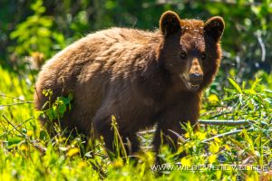 Black-Bear-39-Atlin-Road-British-Columbia-20-300x200 Black Bear 39