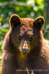 Black-Bear-39-Atlin-Road-British-Columbia-21-200x300 Black Bear 39