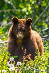 Black-Bear-39-Atlin-Road-British-Columbia-22-200x300 Black Bear 39