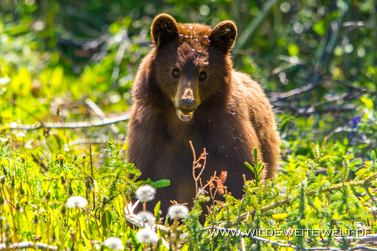 Black-Bear-39-Atlin-Road-British-Columbia-41 Schwarzbären - Black Bears entlang des Alaska Highways [British Columbia]