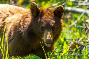 Black-Bear-39-Atlin-Road-British-Columbia-28-300x200 Black Bear 39