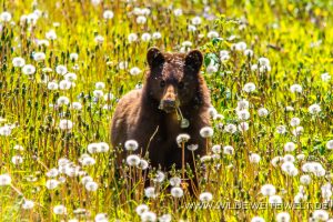 Black-Bear-39-Atlin-Road-British-Columbia-8-300x200 Black Bear 39