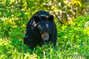 Black-Bear-40-Atlin-Road-British-Columbia-10-300x200 Black Bear 40