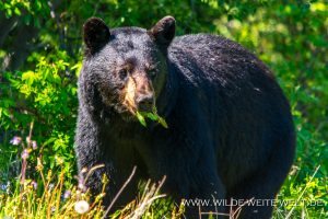 Black-Bear-40-Atlin-Road-British-Columbia-14-300x200 Black Bear 40