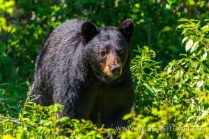 Black-Bear-40-Atlin-Road-British-Columbia-4-300x200 Black Bear 40