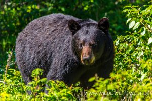 Black-Bear-40-Atlin-Road-British-Columbia-5-300x200 Black Bear 40