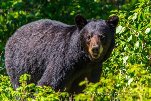 Black-Bear-40-Atlin-Road-British-Columbia-6-300x200 Black Bear 40