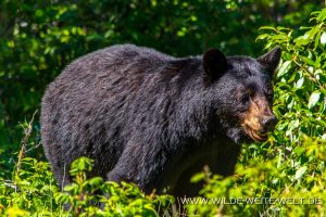 Black-Bear-40-Atlin-Road-British-Columbia-7-300x200 Black Bear 40