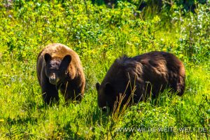 Black-Bear-41-42-Atlin-Road-British-Columbia-2-300x200 Black Bear 41-42