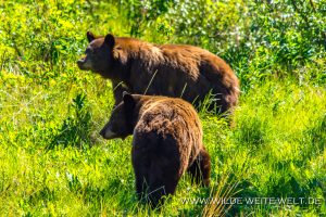 Black-Bear-41-42-Atlin-Road-British-Columbia-5-300x200 Black Bear 41-42