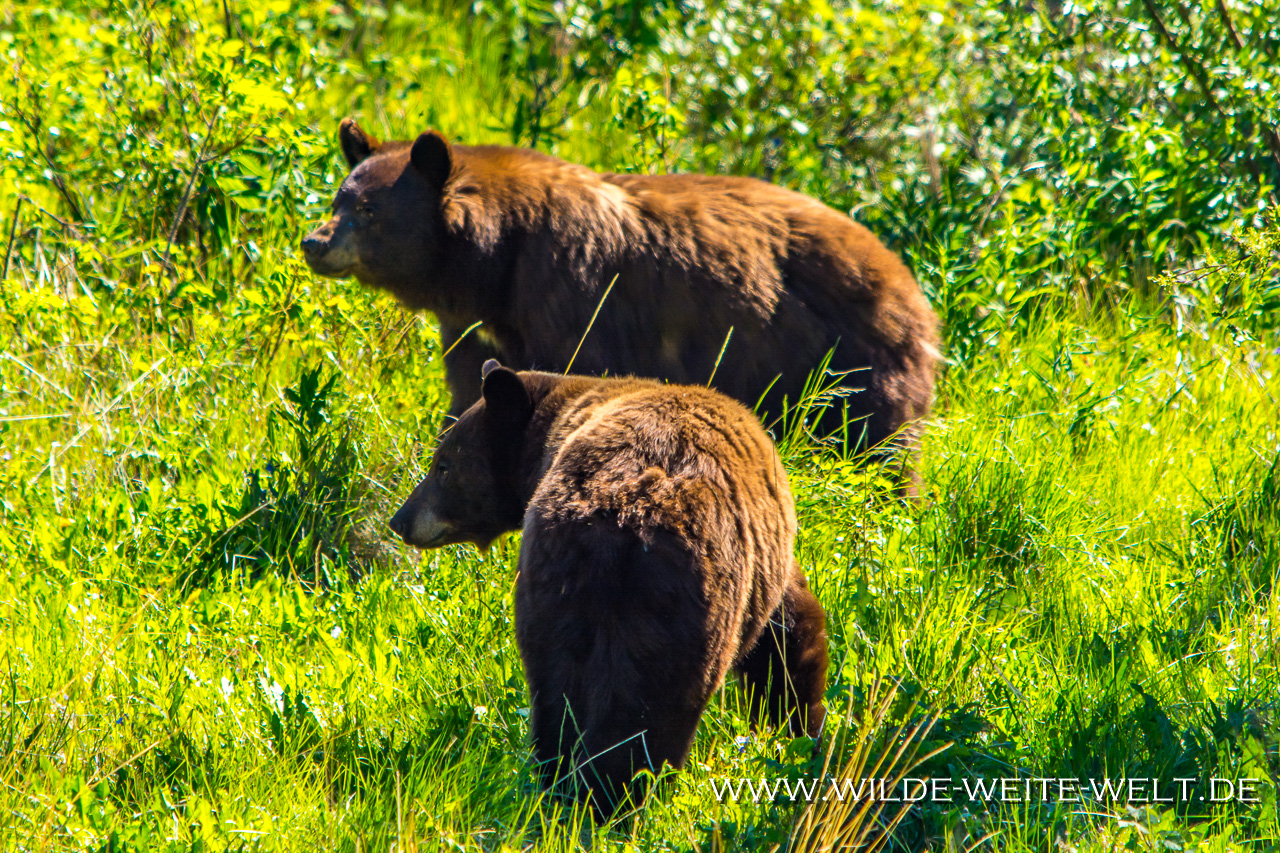 Black-Bear-39-Atlin-Road-British-Columbia-41 Schwarzbären - Black Bears entlang des Alaska Highways [British Columbia]