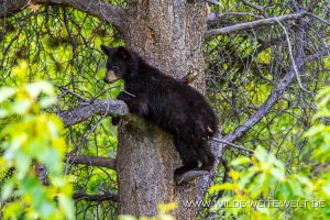 Black-Bear-43-45-Otter-Creek-Road-Surprise-Lake-British-Columbia-13-300x200 Black Bear 43-45
