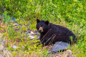 Black-Bear-43-45-Otter-Creek-Road-Surprise-Lake-British-Columbia-22-300x200 Black Bear 43-45