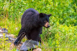 Black-Bear-43-45-Otter-Creek-Road-Surprise-Lake-British-Columbia-26-300x200 Black Bear 43-45