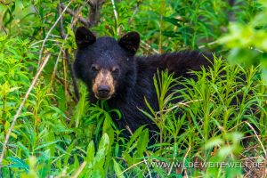 Black-Bear-43-45-Otter-Creek-Road-Surprise-Lake-British-Columbia-3-300x200 Black Bear 43-45