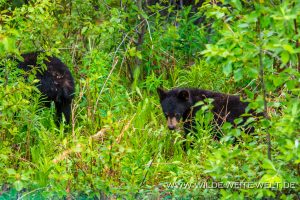 Black-Bear-43-45-Otter-Creek-Road-Surprise-Lake-British-Columbia-7-300x200 Black Bear 43-45