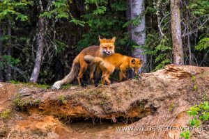 Fox-Family-Dease-Lake-Cassiar-Highway-British-Columbia-20-300x200 Fox Family