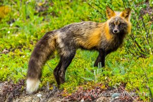 Fuchs-Boya-Lake-Provincial-Park-Cassiar-Highway-British-Columbia-14-300x200 Fuchs