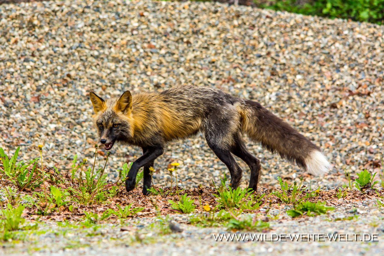 Fuchs-Kispiox-Valley-Road-British-Columbia-31 Rot-Füchse [British Columbia]