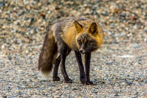 Fuchs-Boya-Lake-Provincial-Park-Cassiar-Highway-British-Columbia-2-300x200 Fuchs
