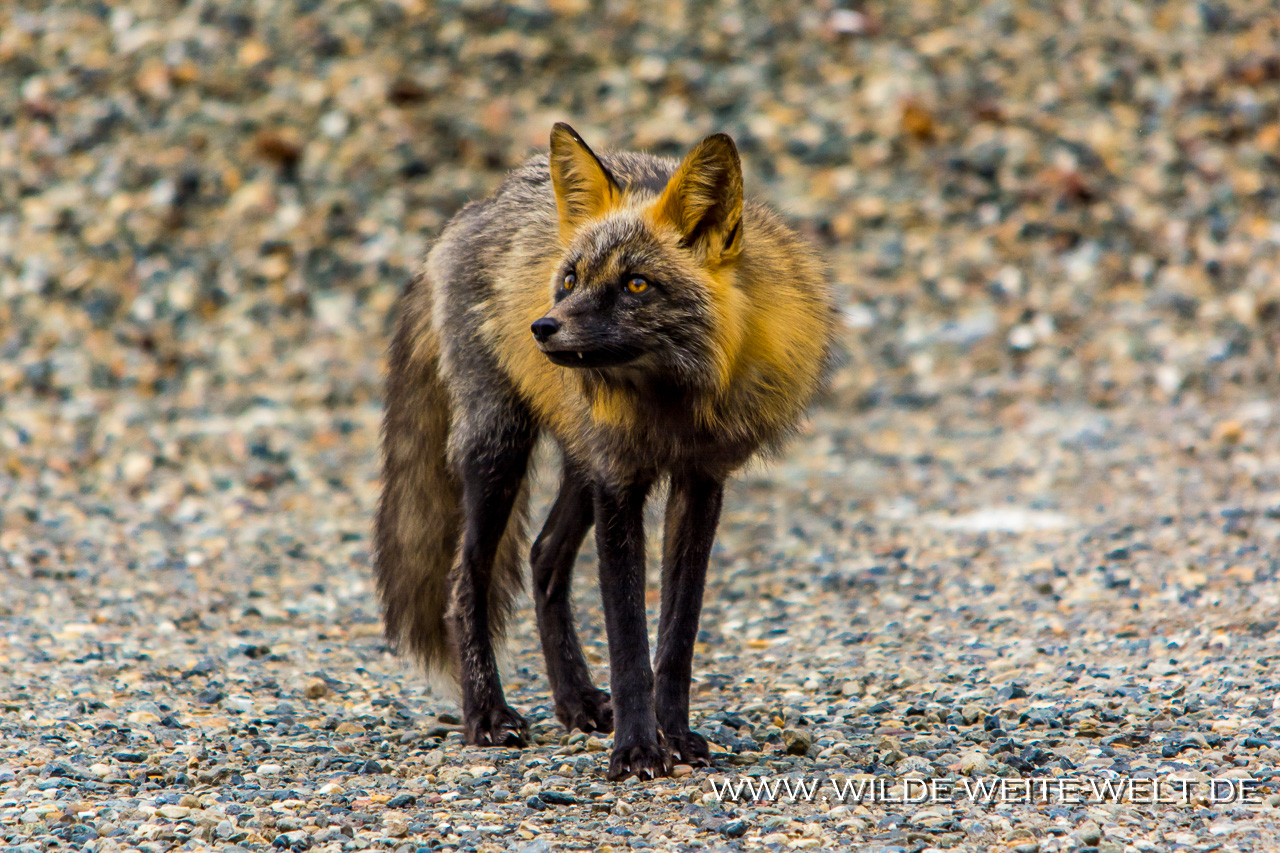 Fuchs-Kispiox-Valley-Road-British-Columbia-31 Rot-Füchse [British Columbia]