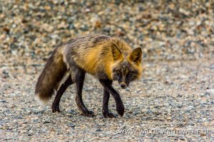 Fuchs-Boya-Lake-Provincial-Park-Cassiar-Highway-British-Columbia-4-300x200 Fuchs