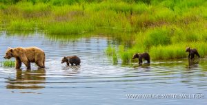 Grizzly-Bear-Brooks-Falls-Katmai-Nationalpark-Alaska-10-300x153 Grizzly Bear