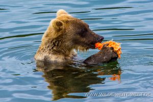 Grizzly-Bear-Brooks-Falls-Katmai-Nationalpark-Alaska-114-300x200 Grizzly Bear