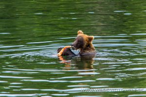 Grizzly-Bear-Brooks-Falls-Katmai-Nationalpark-Alaska-118-300x200 Grizzly Bear