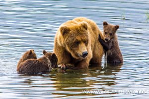 Grizzly-Bear-Brooks-Falls-Katmai-Nationalpark-Alaska-12-300x200 Grizzly Bear