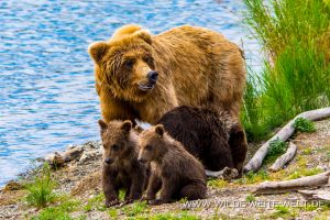 Grizzly-Bear-Brooks-Falls-Katmai-Nationalpark-Alaska-167-300x200 Grizzly Bear