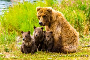 Grizzly-Bear-Brooks-Falls-Katmai-Nationalpark-Alaska-201-300x200 Grizzly Bear