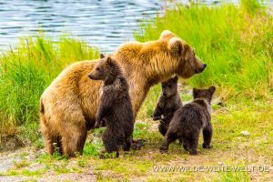 Grizzly-Bear-Brooks-Falls-Katmai-Nationalpark-Alaska-208-300x200 Grizzly Bear
