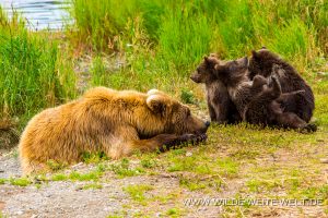 Grizzly-Bear-Brooks-Falls-Katmai-Nationalpark-Alaska-213-300x200 Grizzly Bear