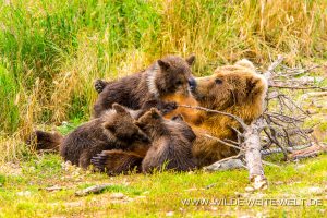 Grizzly-Bear-Brooks-Falls-Katmai-Nationalpark-Alaska-222-300x200 Grizzly Bear