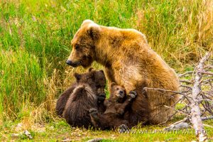 Grizzly-Bear-Brooks-Falls-Katmai-Nationalpark-Alaska-241-300x200 Grizzly Bear