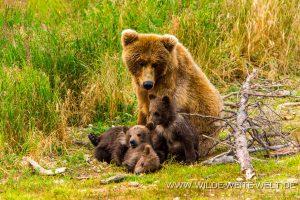 Grizzly-Bear-Brooks-Falls-Katmai-Nationalpark-Alaska-249-300x200 Grizzly Bear