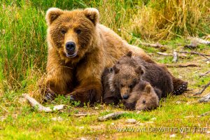 Grizzly-Bear-Brooks-Falls-Katmai-Nationalpark-Alaska-266-300x200 Grizzly Bear