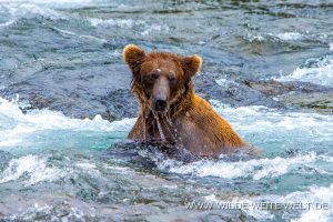 Grizzly-Bear-Brooks-Falls-Katmai-Nationalpark-Alaska-279-300x200 Grizzly Bear