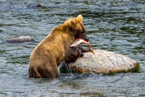 Grizzly-Bear-Brooks-Falls-Katmai-Nationalpark-Alaska-293-300x200 Grizzly Bear
