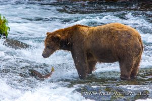Grizzly-Bear-Brooks-Falls-Katmai-Nationalpark-Alaska-297-300x200 Grizzly Bear