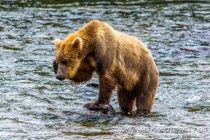 Grizzly-Bear-Brooks-Falls-Katmai-Nationalpark-Alaska-311-300x200 Grizzly Bear
