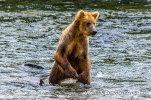 Grizzly-Bear-Brooks-Falls-Katmai-Nationalpark-Alaska-315-300x200 Grizzly Bear