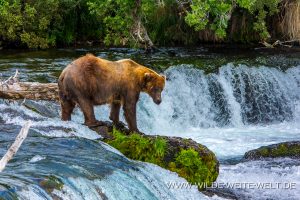 Grizzly-Bear-Brooks-Falls-Katmai-Nationalpark-Alaska-331-300x200 Grizzly Bear