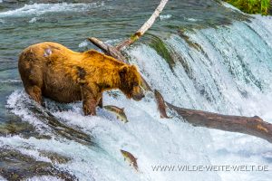 Grizzly-Bear-Brooks-Falls-Katmai-Nationalpark-Alaska-344-300x200 Grizzly Bear