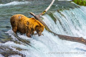 Grizzly-Bear-Brooks-Falls-Katmai-Nationalpark-Alaska-345-300x200 Grizzly Bear
