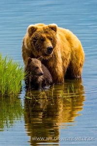 Grizzly-Bear-Brooks-Falls-Katmai-Nationalpark-Alaska-37-200x300 Grizzly Bear