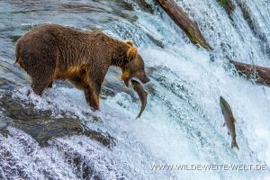Grizzly-Bear-Brooks-Falls-Katmai-Nationalpark-Alaska-377-300x200 Grizzly Bear